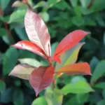 Glansmispel 'Red Robin'