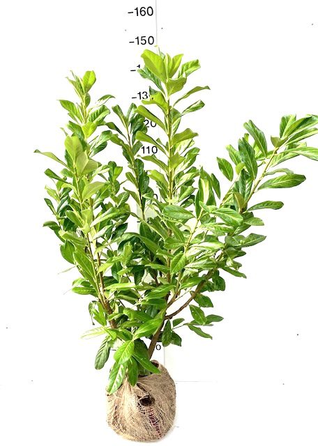 philodendron hederaceum gabby Philodendron Gabby
